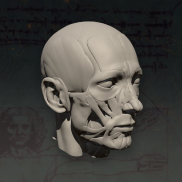 Anatomy for Portrait Artists